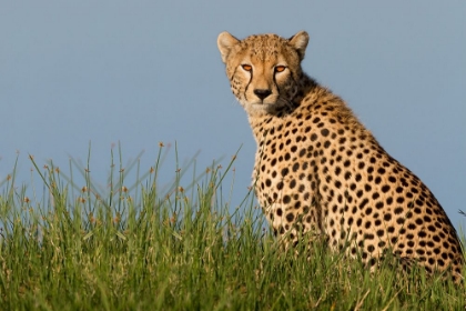 Picture of CHEETAH