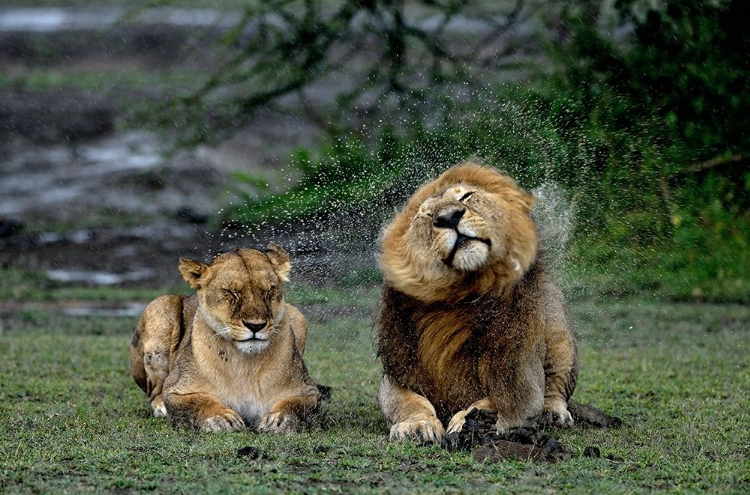 Picture of LOVE IN THE RAIN