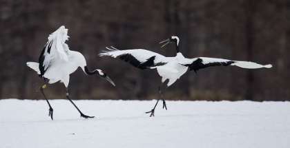 Picture of SNOW DANCE