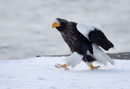 Picture of MORNING STROLL