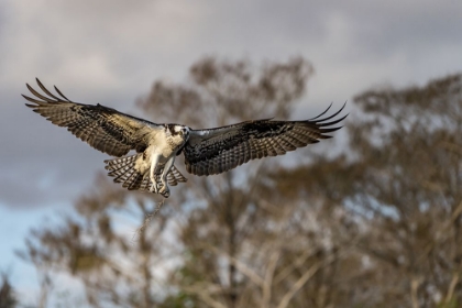 Picture of MORNING FLIGHT !