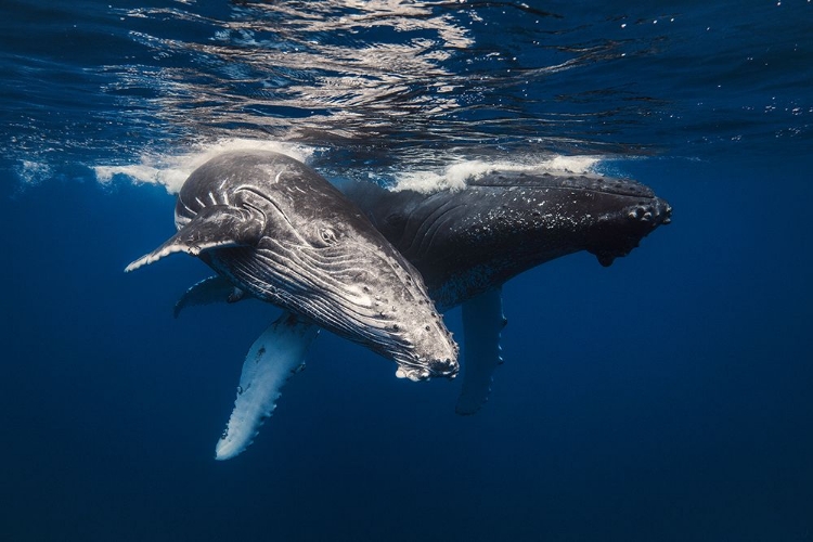 Picture of HUMPBACK WHALE FAMILY!