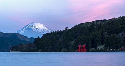 Picture of PINK FUJI