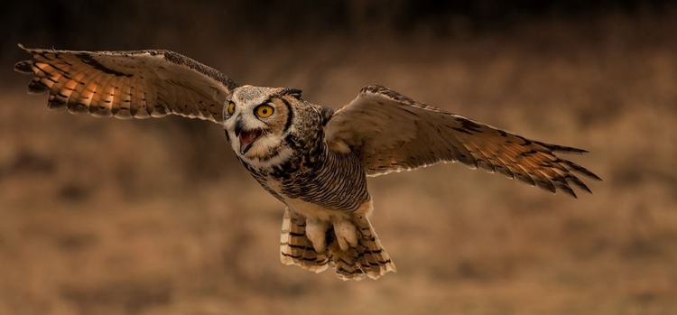 Picture of GREAT HORNED OWL