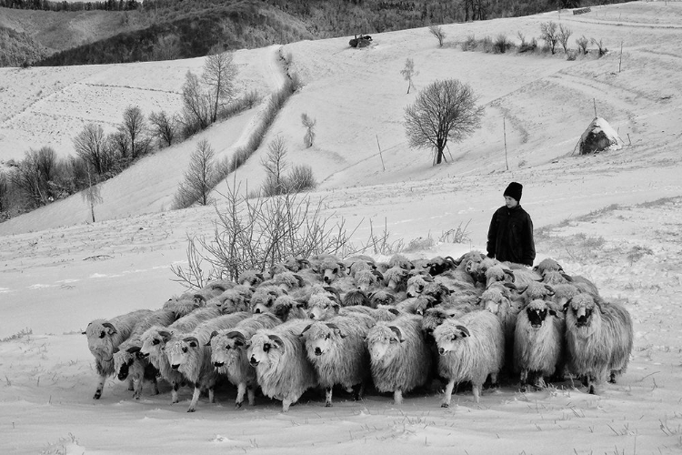 Picture of SHEPHERD OF HOLBAV