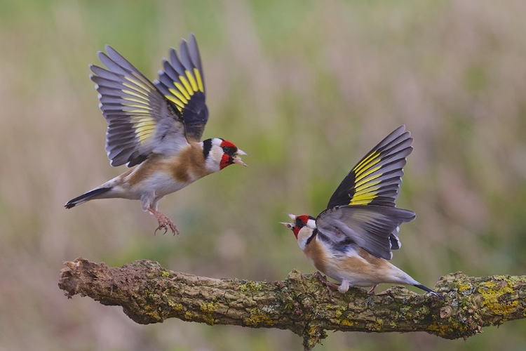 Picture of DANCING GOLDFINCH