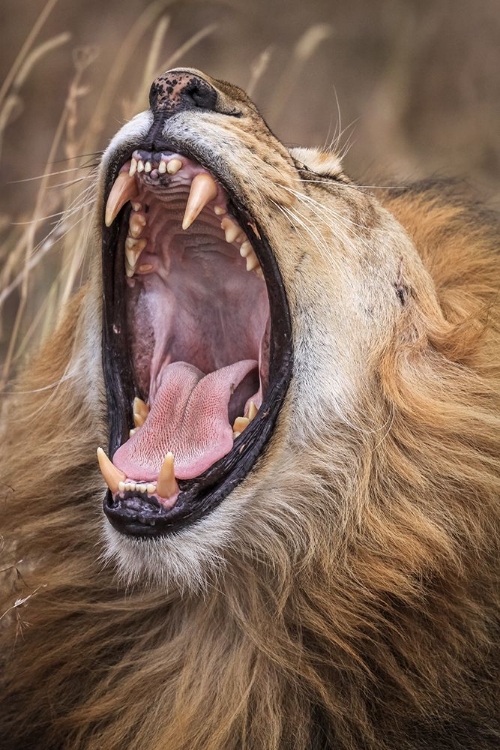 Picture of DENTAL CHECK