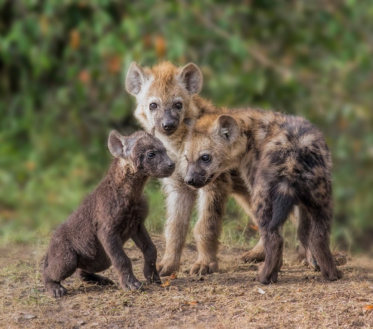 Picture of BABY HYENA