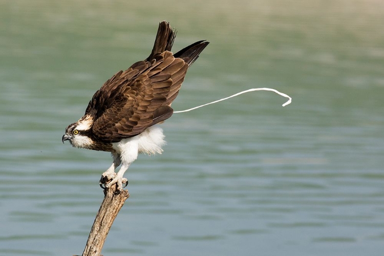 Picture of OSPREY