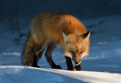 Picture of RED FOX