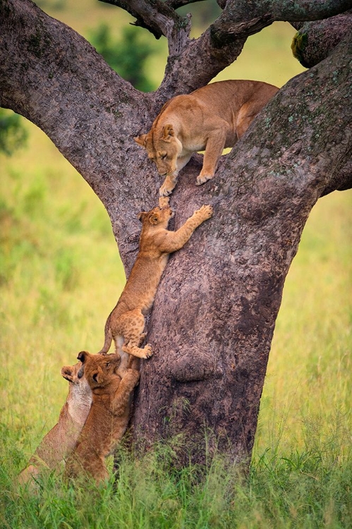 Picture of CLIMBING CUB