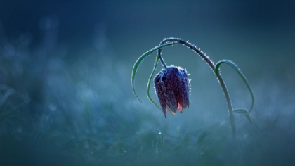 Picture of FROZEN MOONLIGHT