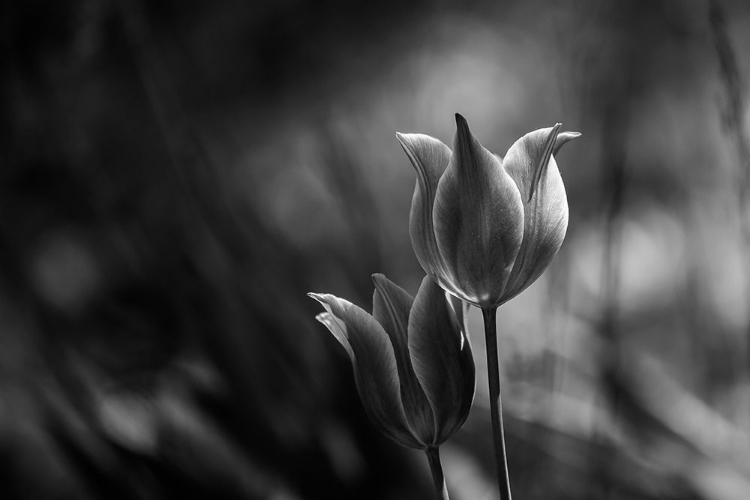 Picture of TULIPS