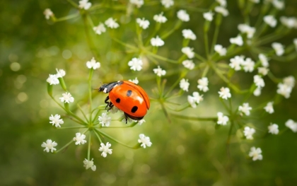 Picture of WALK ON FLOWERS