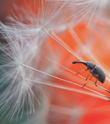 Picture of PARACHUTIST...