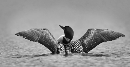 Picture of COMMON LOON IN BLACK AND WHITE