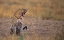 Picture of YAWNING LEOPARD