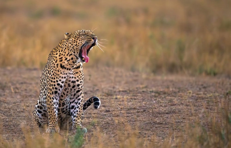 Picture of YAWNING LEOPARD