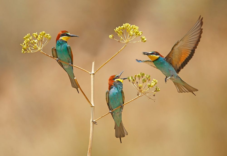 Picture of BEE-EATERS - WHO WILL EARN THE BEE...