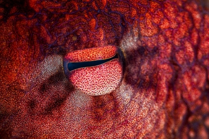 Picture of OCTOPUS EYE