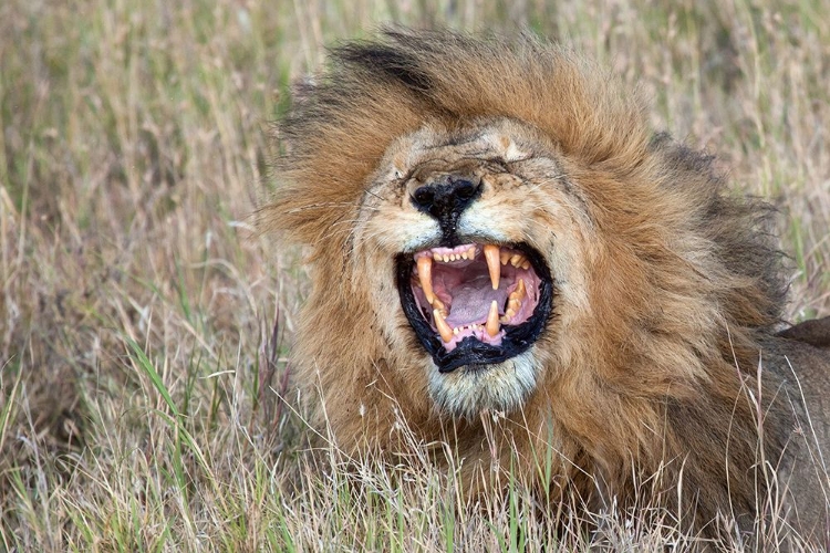 Picture of ROARING LION