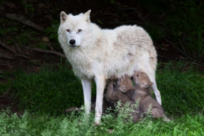 Picture of ARCTIC WOLVES - REMUS AND ROMULUS