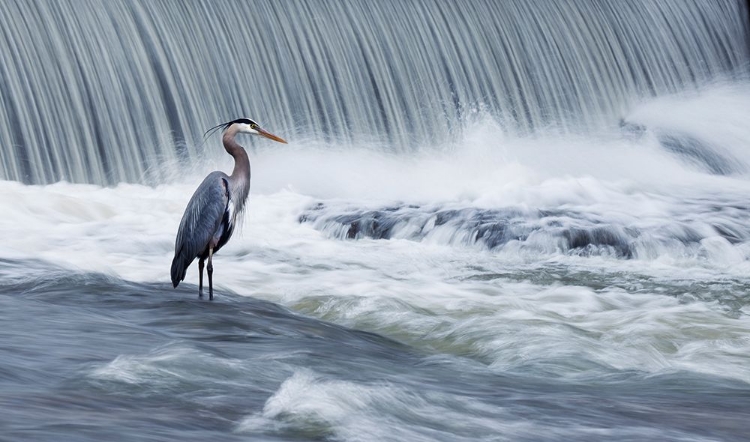 Picture of SOLITUDE IN STORMY WATERS