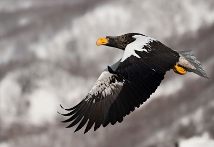 Picture of STELLARS SEA EAGLE