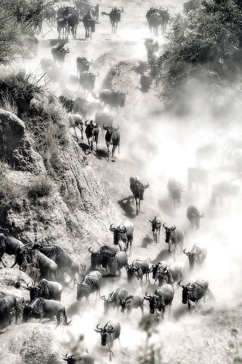 Picture of GREAT MIGRATION