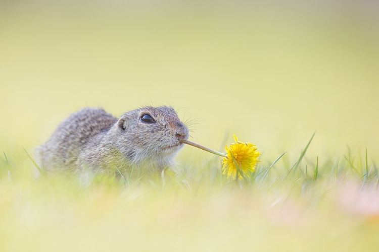 Picture of SPRINGTIME