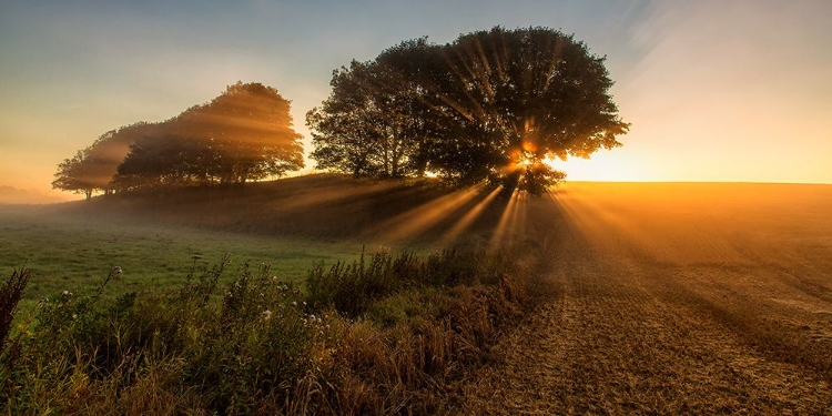 Picture of SUNBEAMS