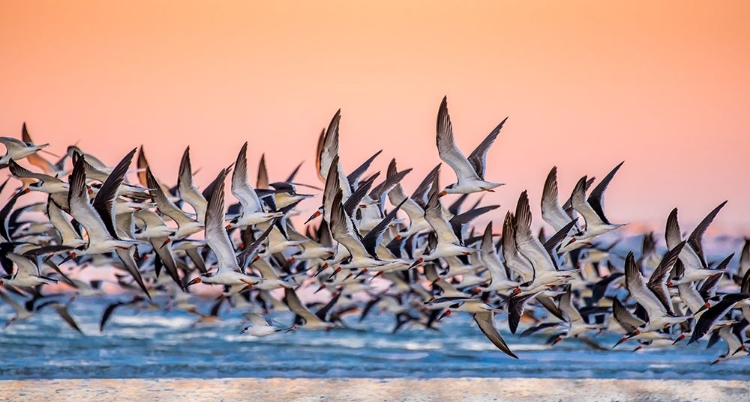 Picture of BLACK SKIMMER