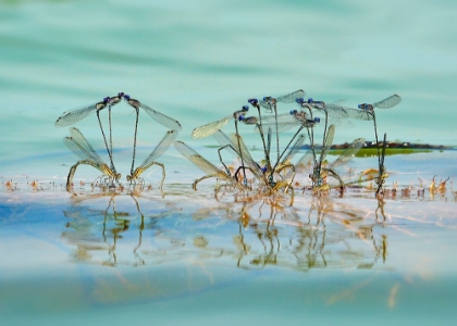 Picture of LITTLE DRAGONFLY MATING