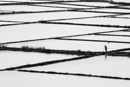 Picture of RICE PADDY