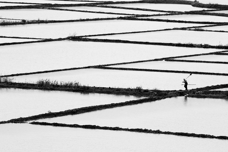 Picture of RICE PADDY