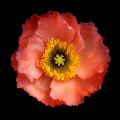 Picture of MORNING POPPY