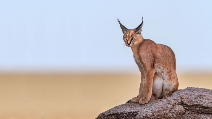 Picture of CARACAL ON MARS