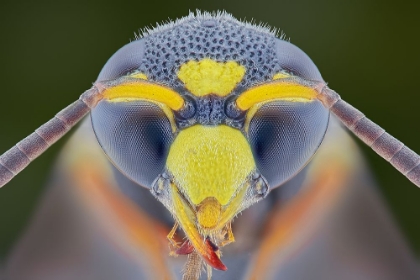 Picture of YELLOW JACKET