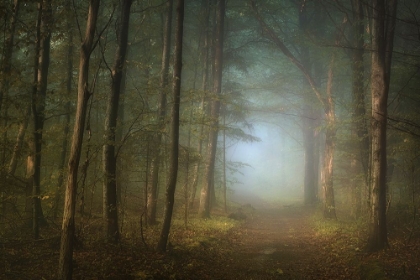 Picture of FOREST PATHWAY