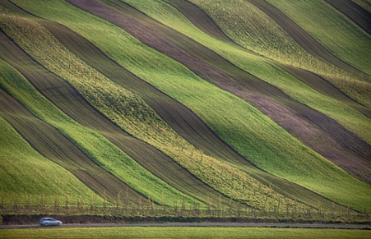 Picture of STRIPES IN THE FIELDS