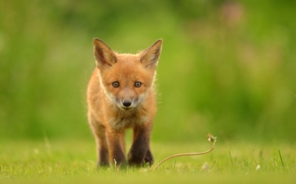 Picture of BABY RED FOX