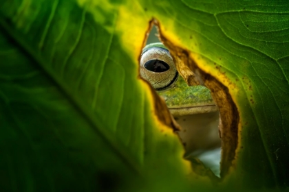 Picture of PEEKING FROG