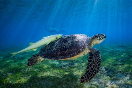 Picture of SEA TURTLE