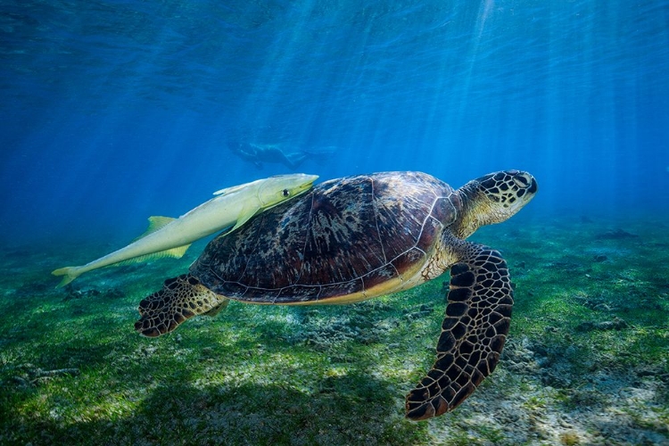 Picture of SEA TURTLE