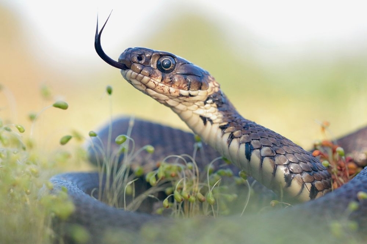 Picture of GRASS SNAKE PORTRAIT