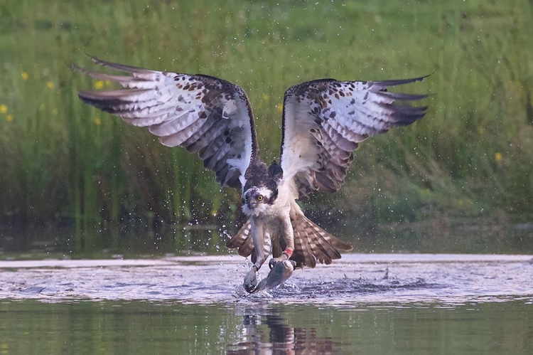 Picture of OSPREY