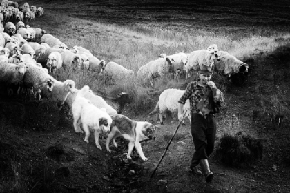 Picture of TRANSHUMANCE