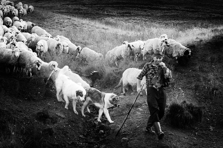 Picture of TRANSHUMANCE