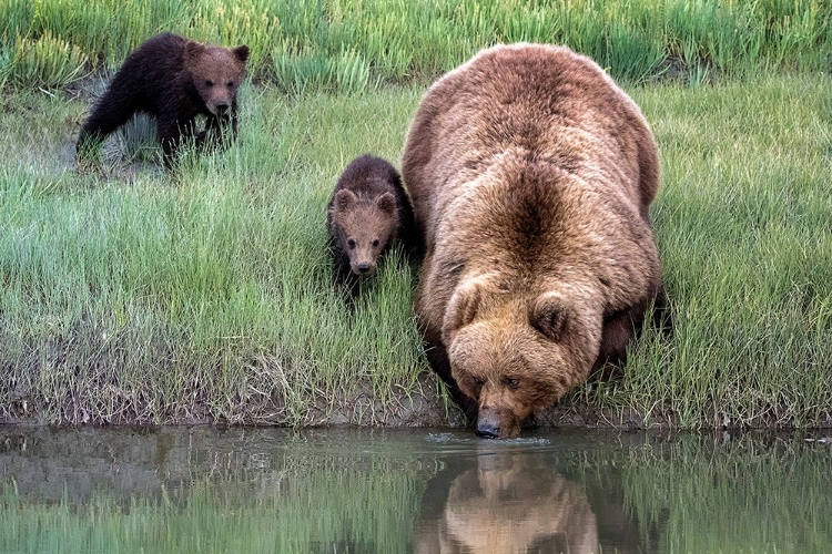 Picture of THIRSTY WORK