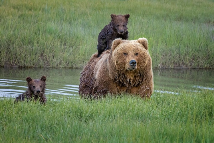 Picture of HANGING WITH MUM